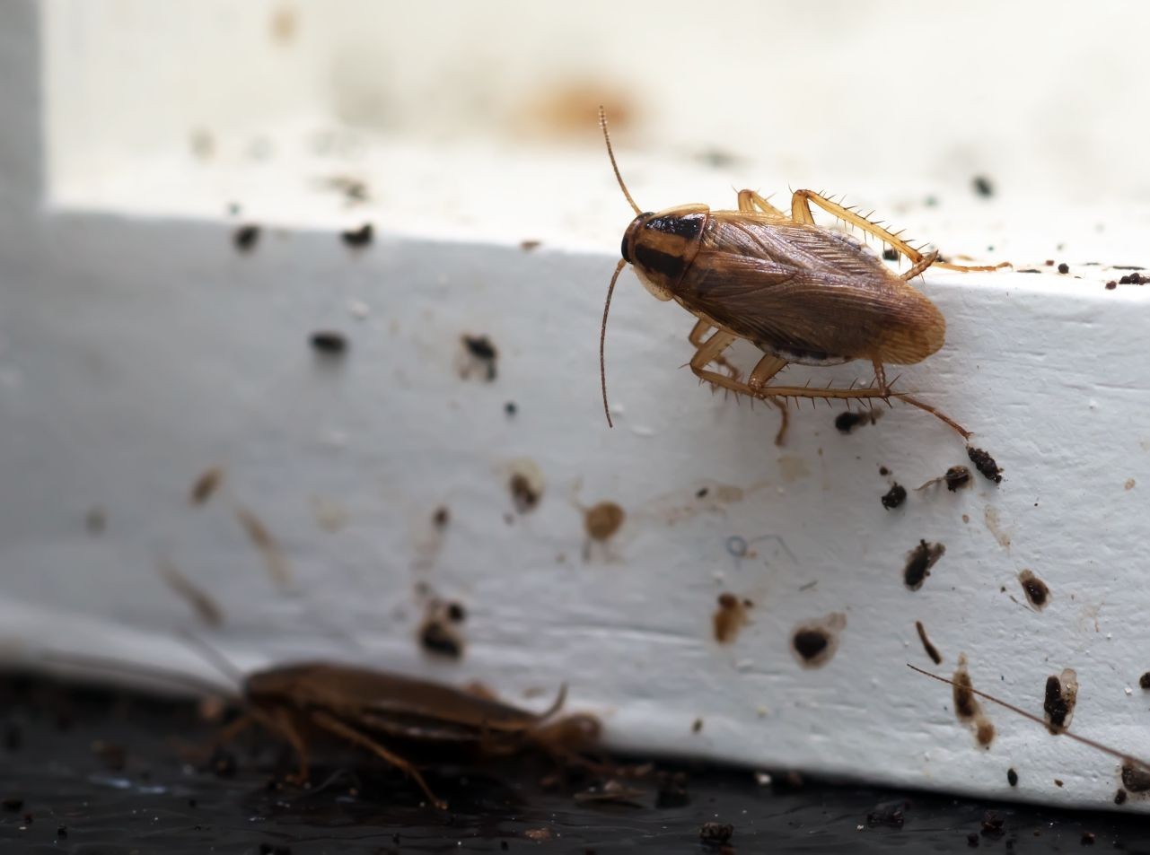 Cockroach Extermination Barrie, ON