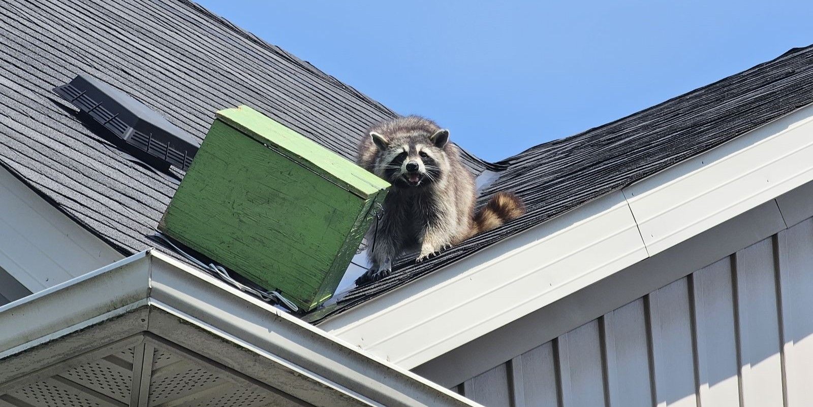 Raccoon Removal