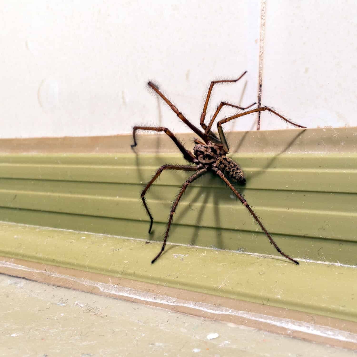 Spider Control Brampton