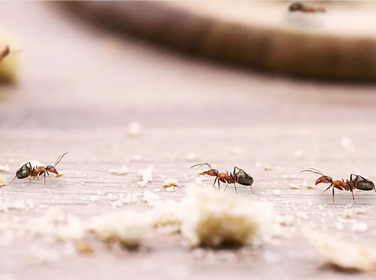 Ant Control Mississauga