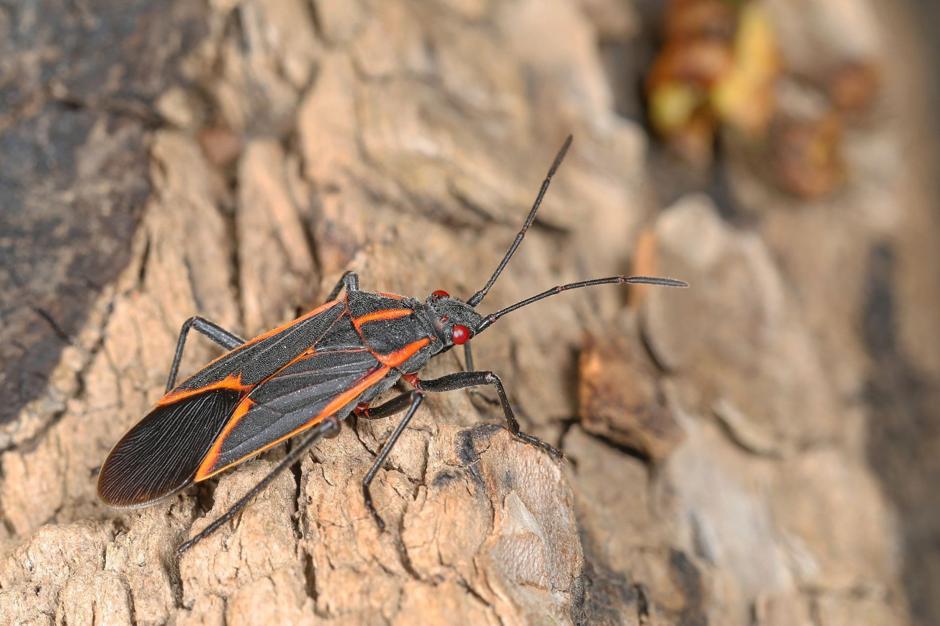 Boxelder Bug