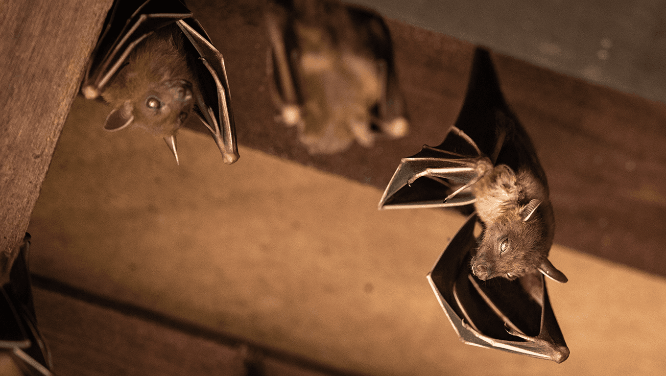 Bat Removal