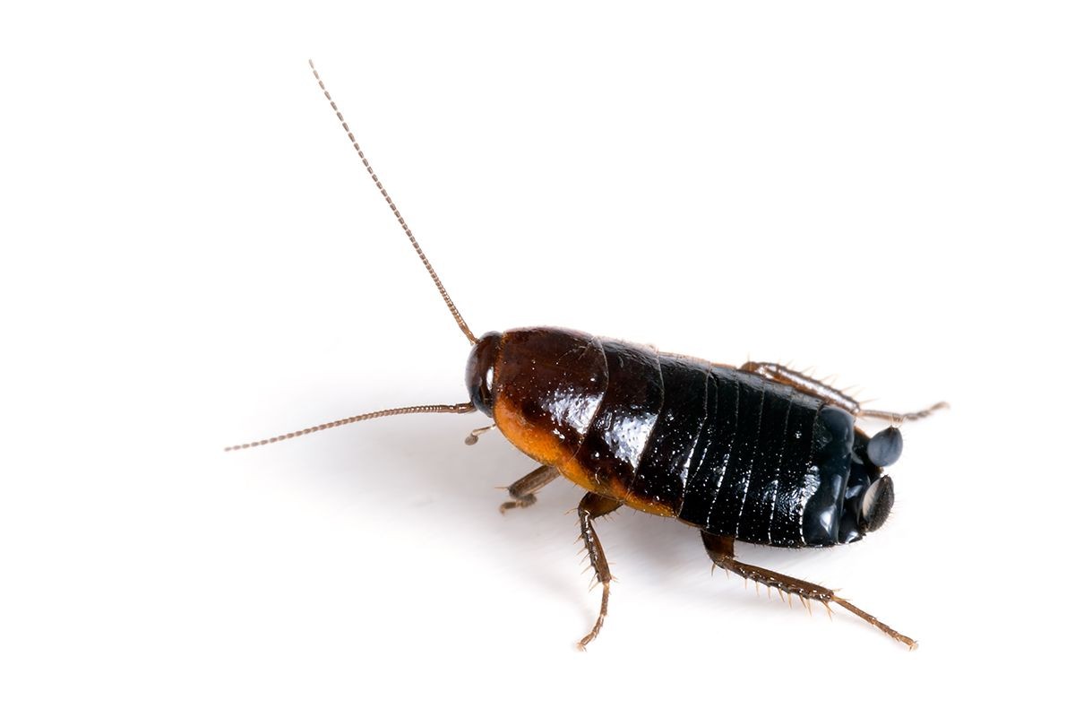 Oriental Cockroach