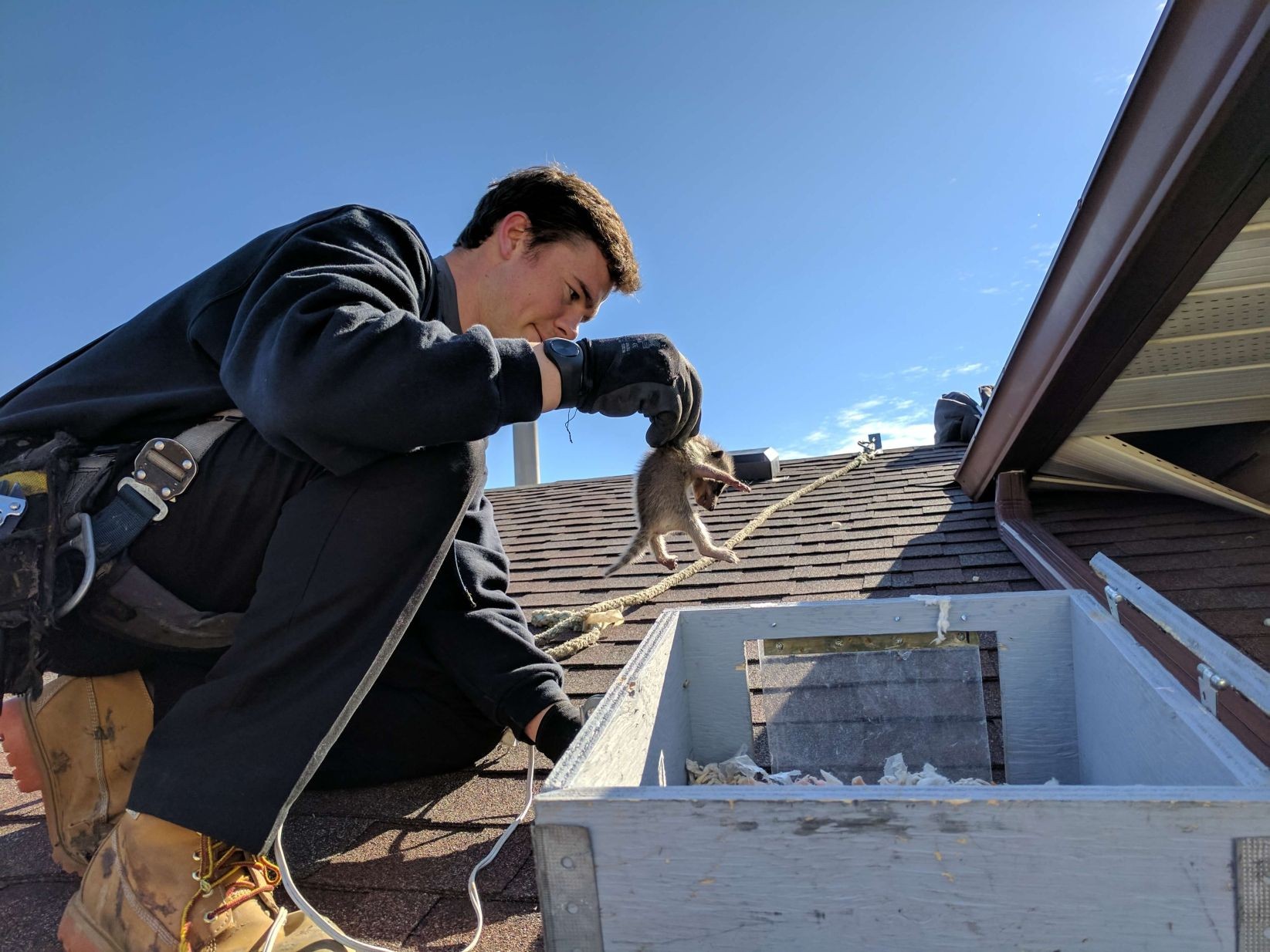Professional Wildlife Removal Services Toronto – raccoon safely removed from residential attic by certified pest control experts.