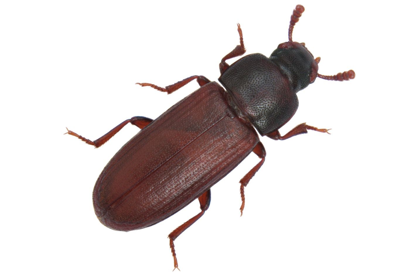 Red Flour Beetle