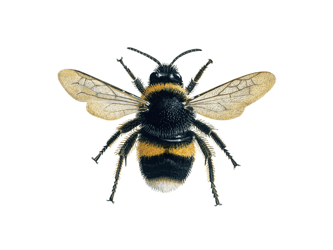 Bumble Bees