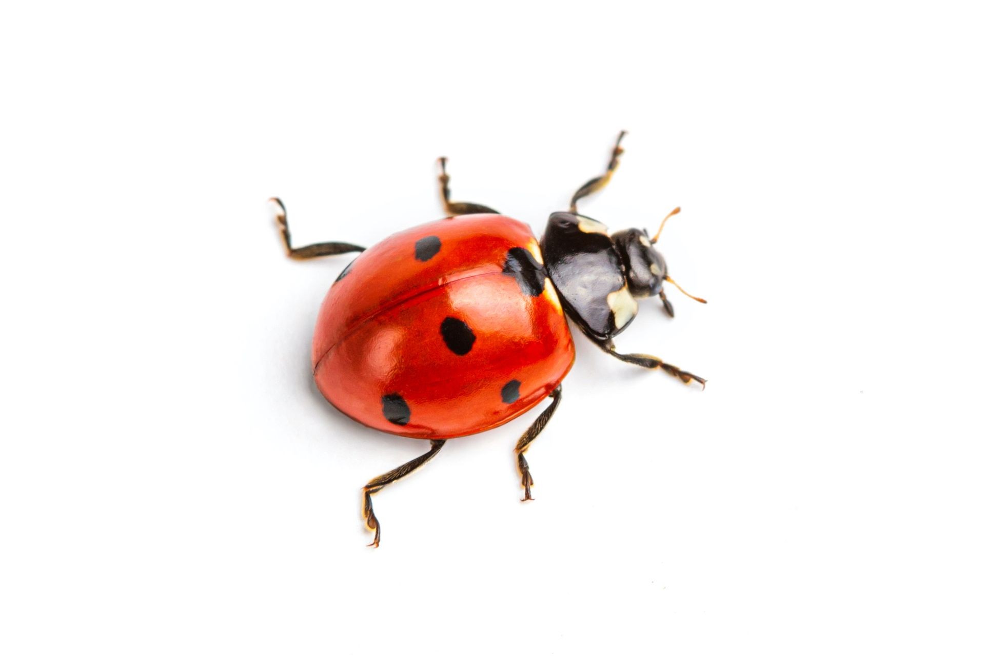 Lady Bug
