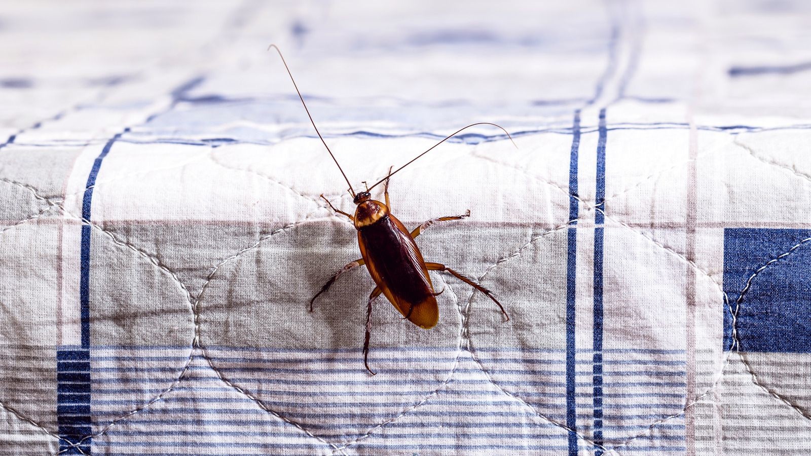 Cockroaches