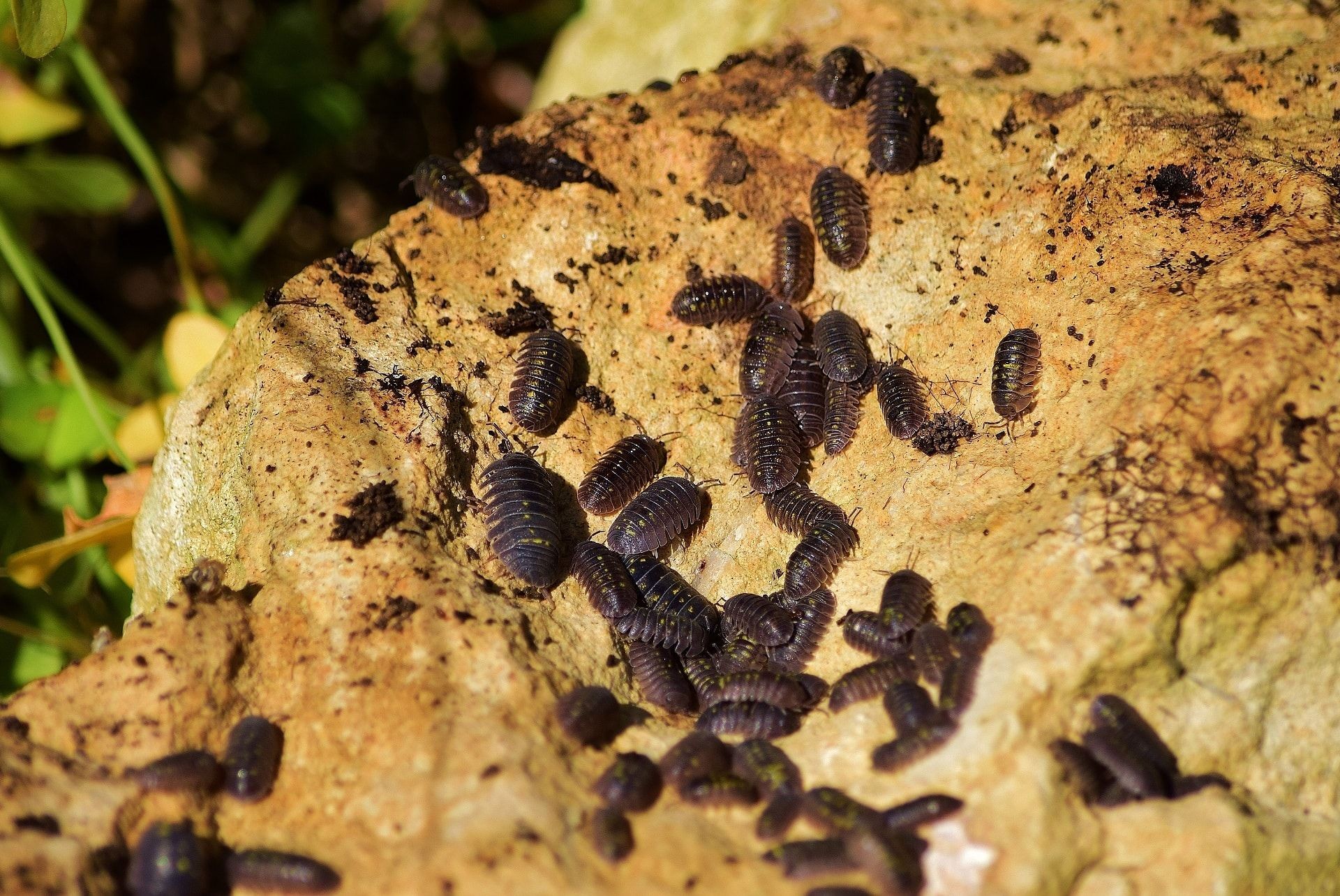 Sow Bugs