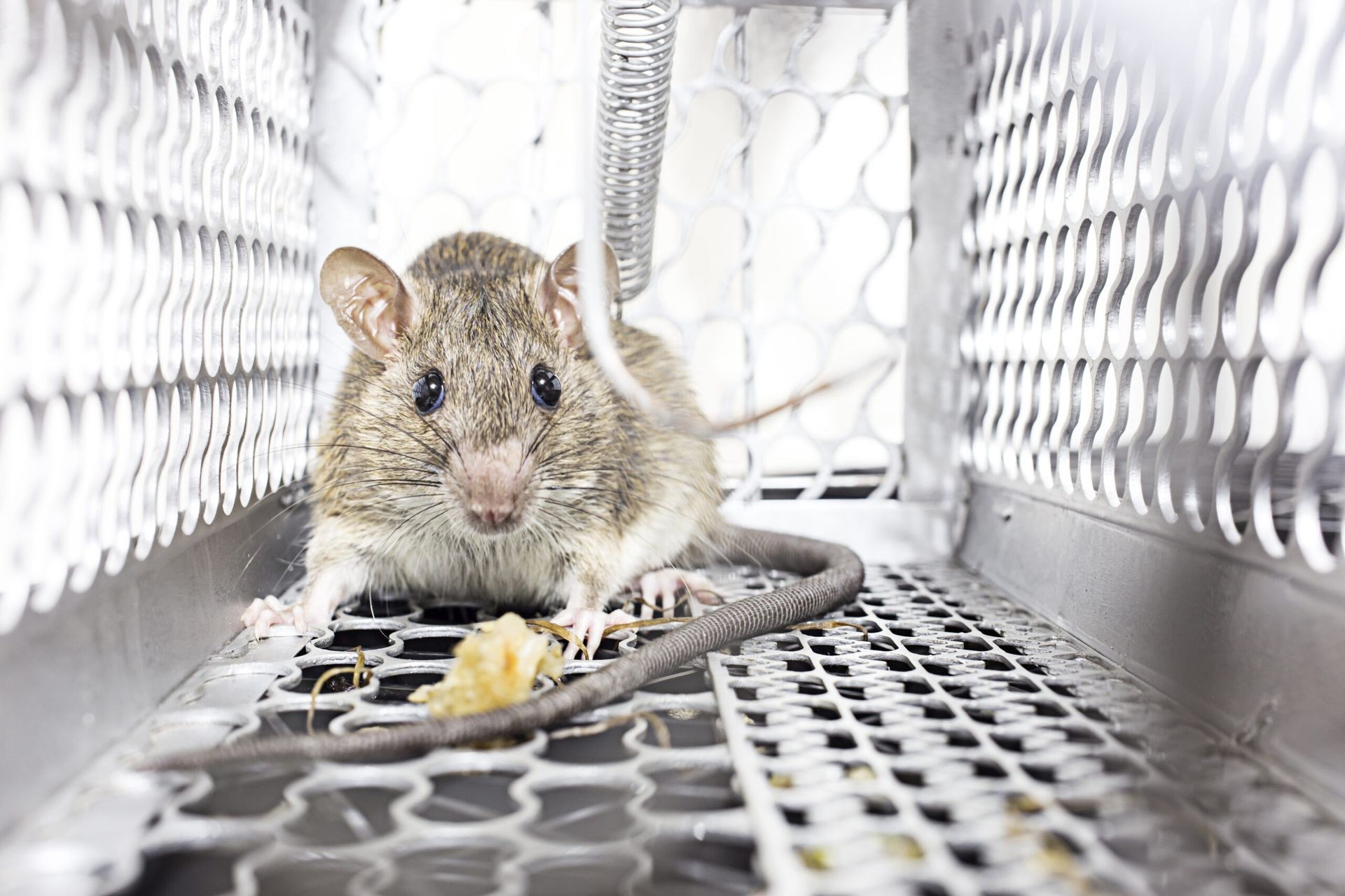 Rodent Control Bradford, ON