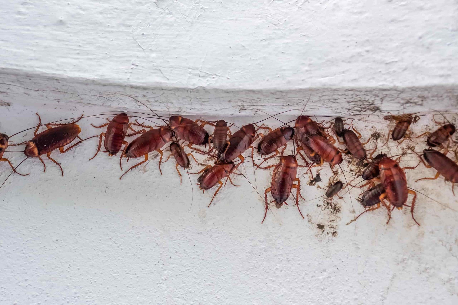 cockroach treatment Bradford