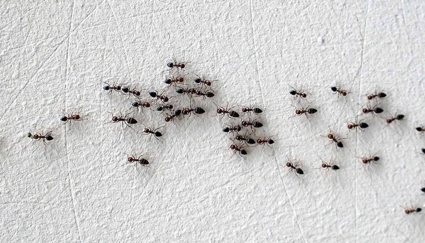 Ant Control Vaughan