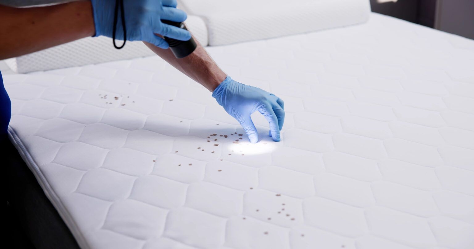 Bed Bug Extermination Bradford, ON