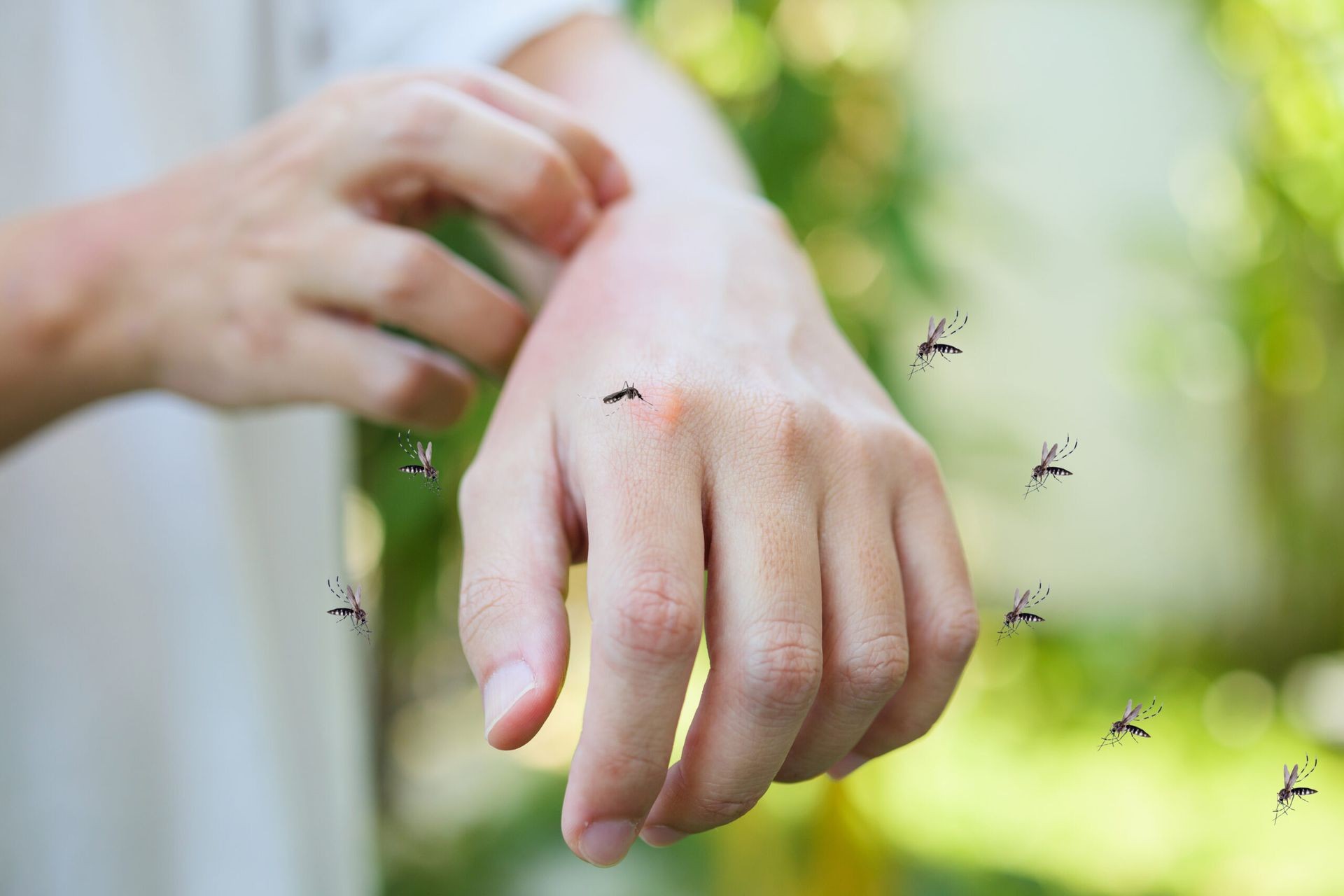 Mosquito Control Mississauga