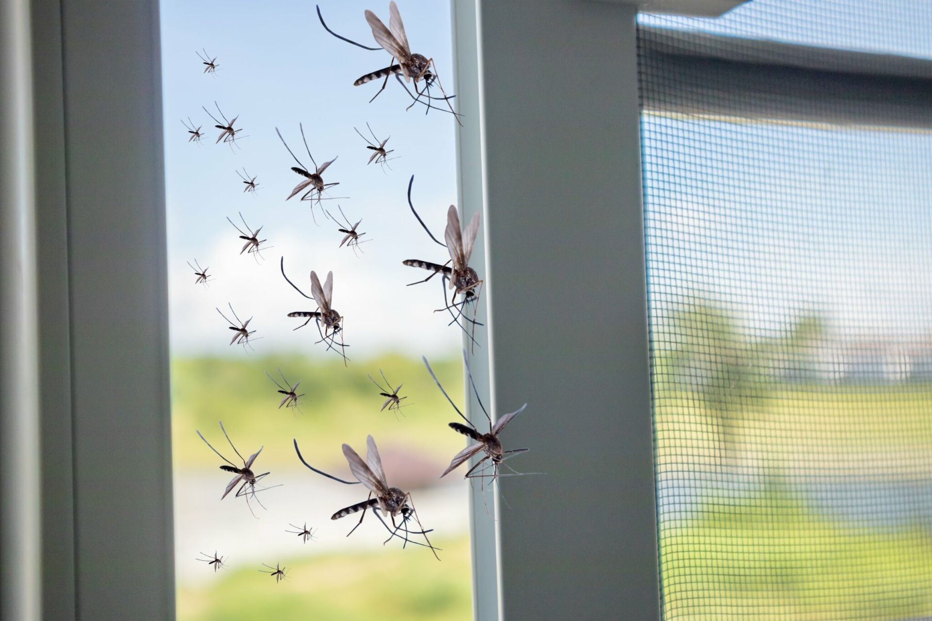 Mosquito Control Brampton