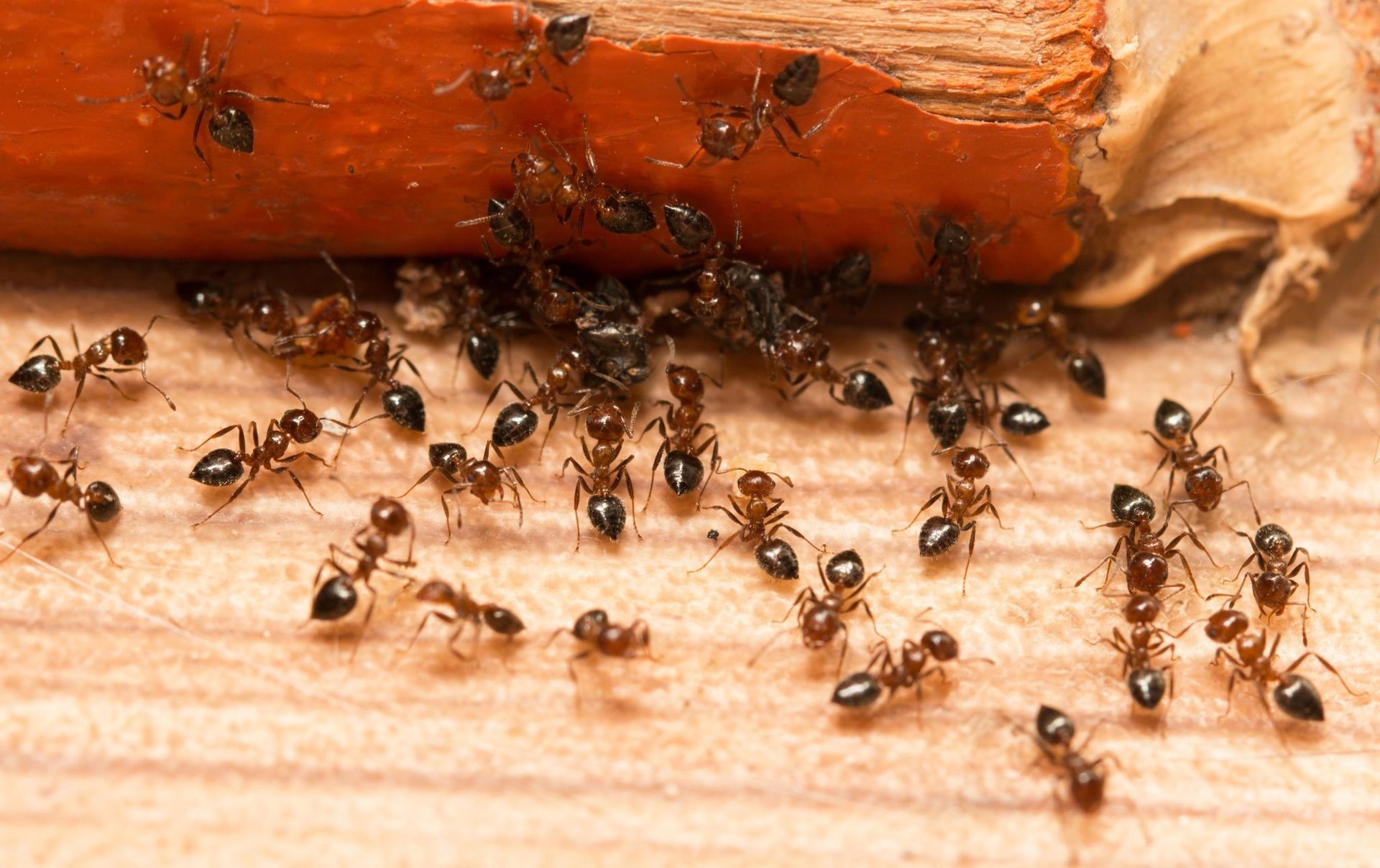 Ant Control Brampton