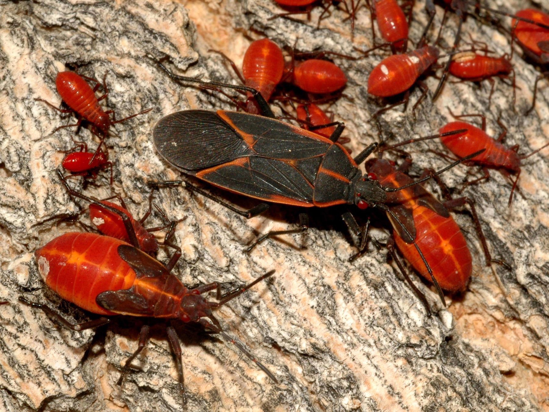 Boxelder Bugs Mississauga