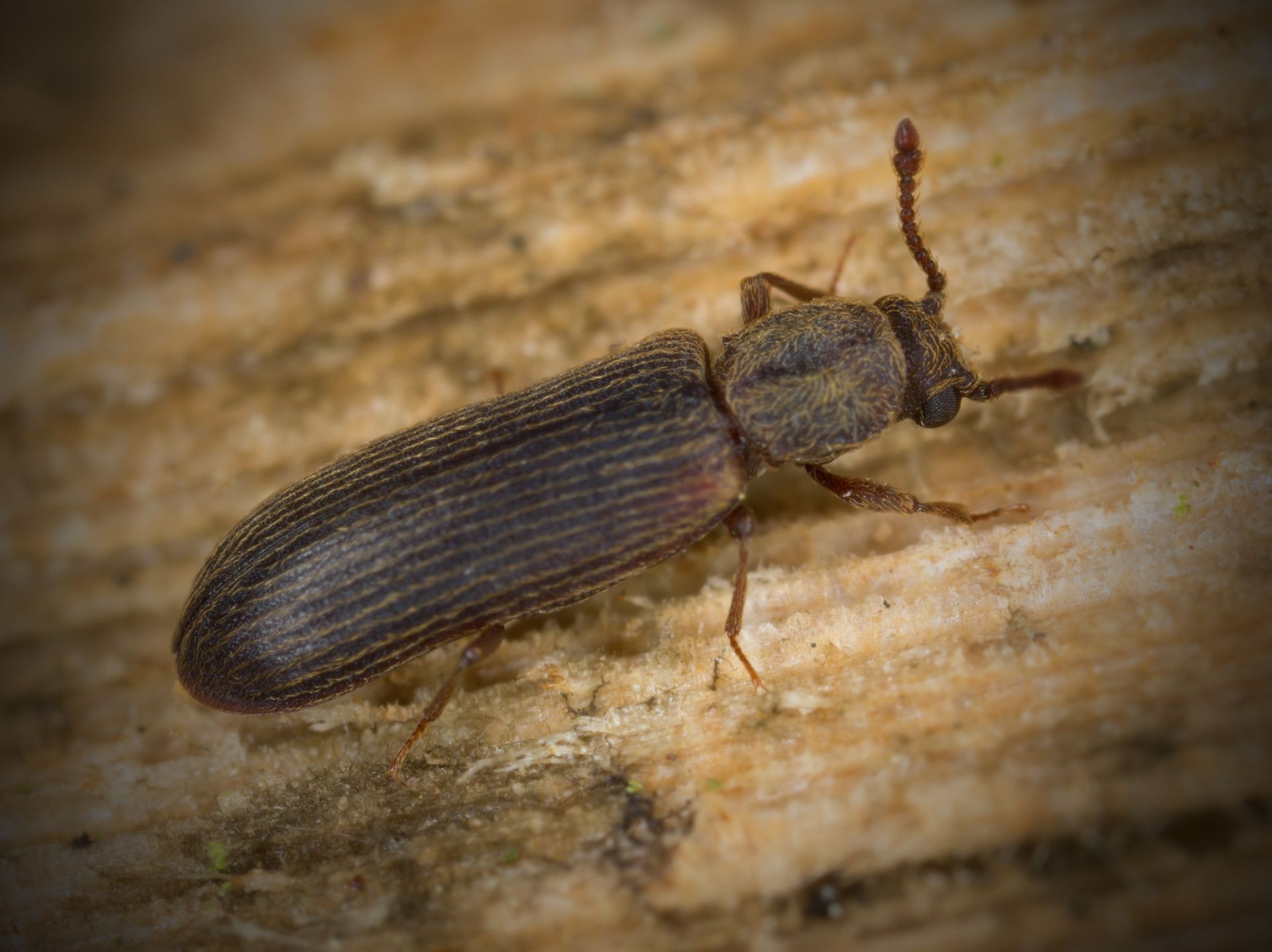 Powderpost Beetle