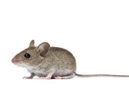 Field Mouse (Interior area only)