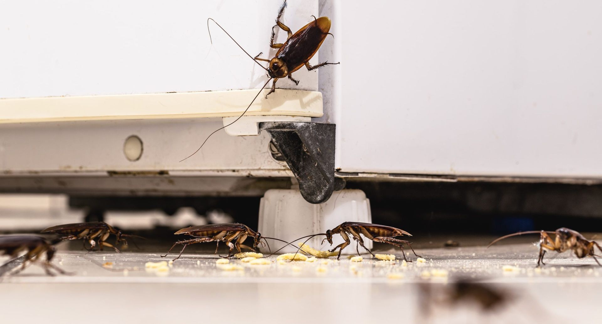Cockroach Extermination Brampton