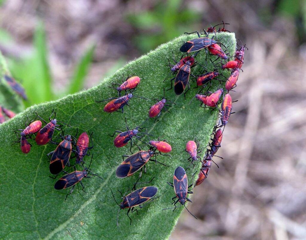 Boxelder Bugs Removal Bradford, ON