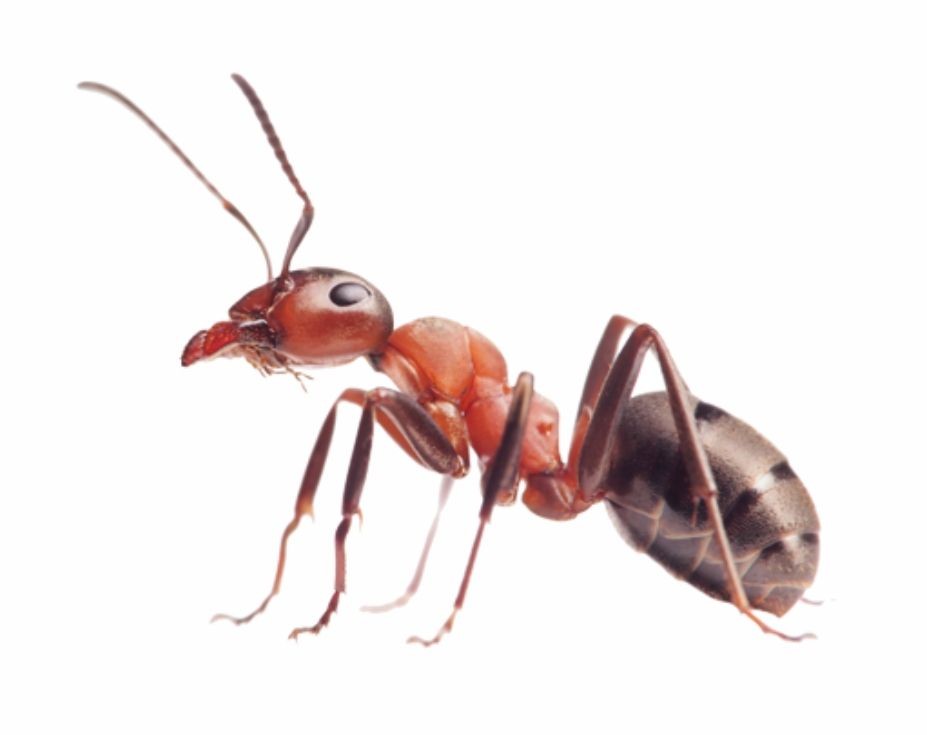 Ants Removal Services Toronto