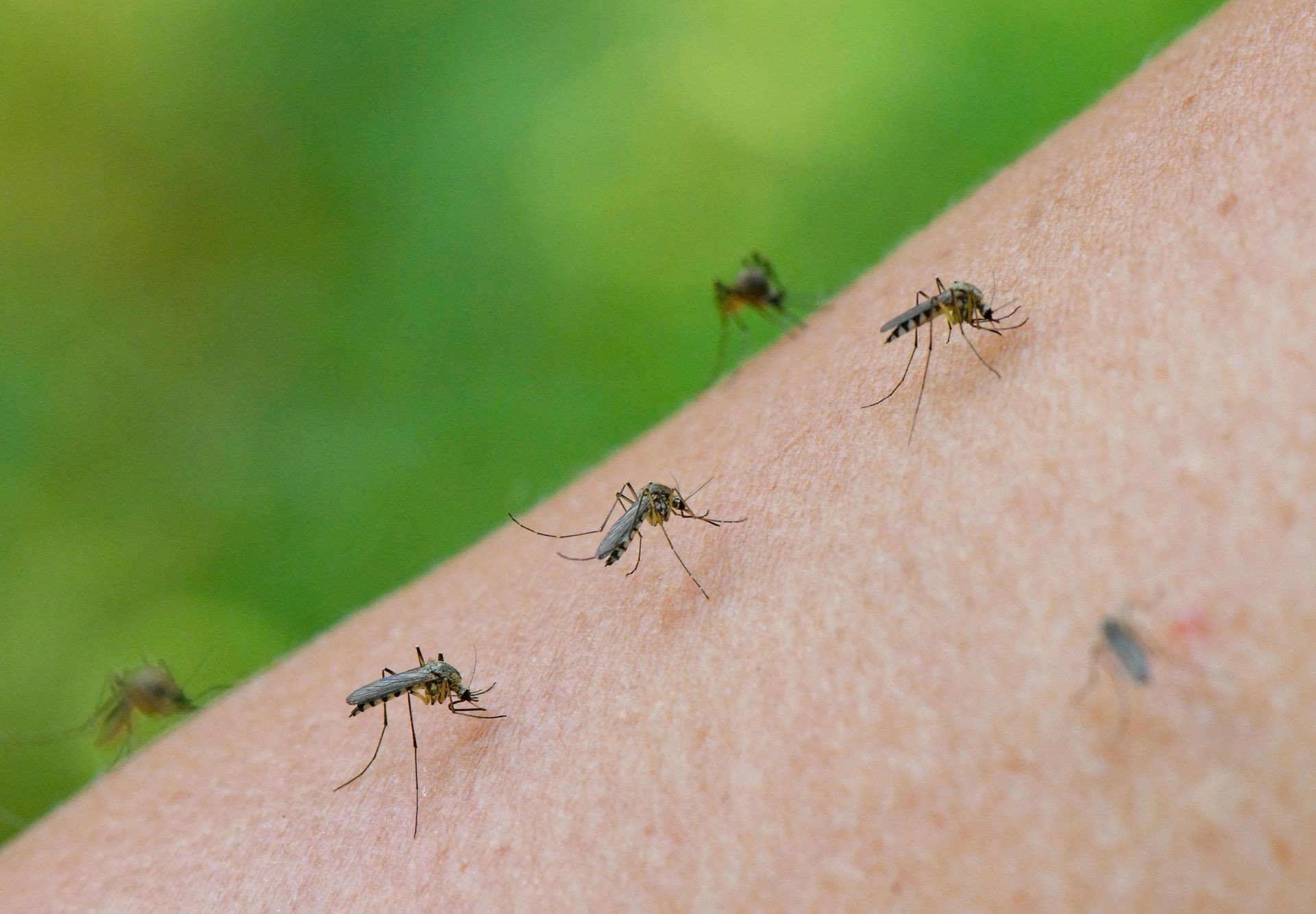 Mosquito Control Vaughan