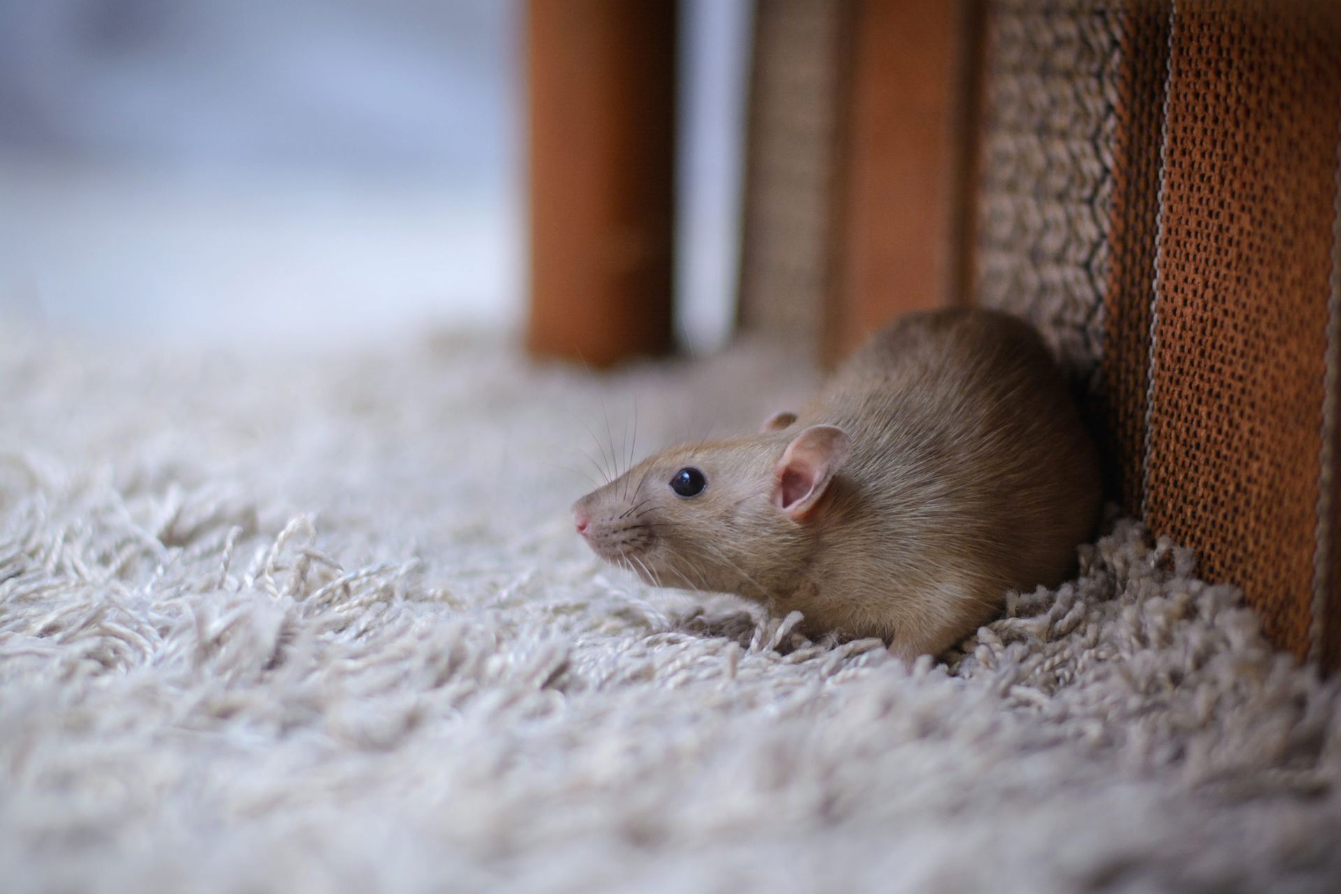 Rodent Control King City Ontario