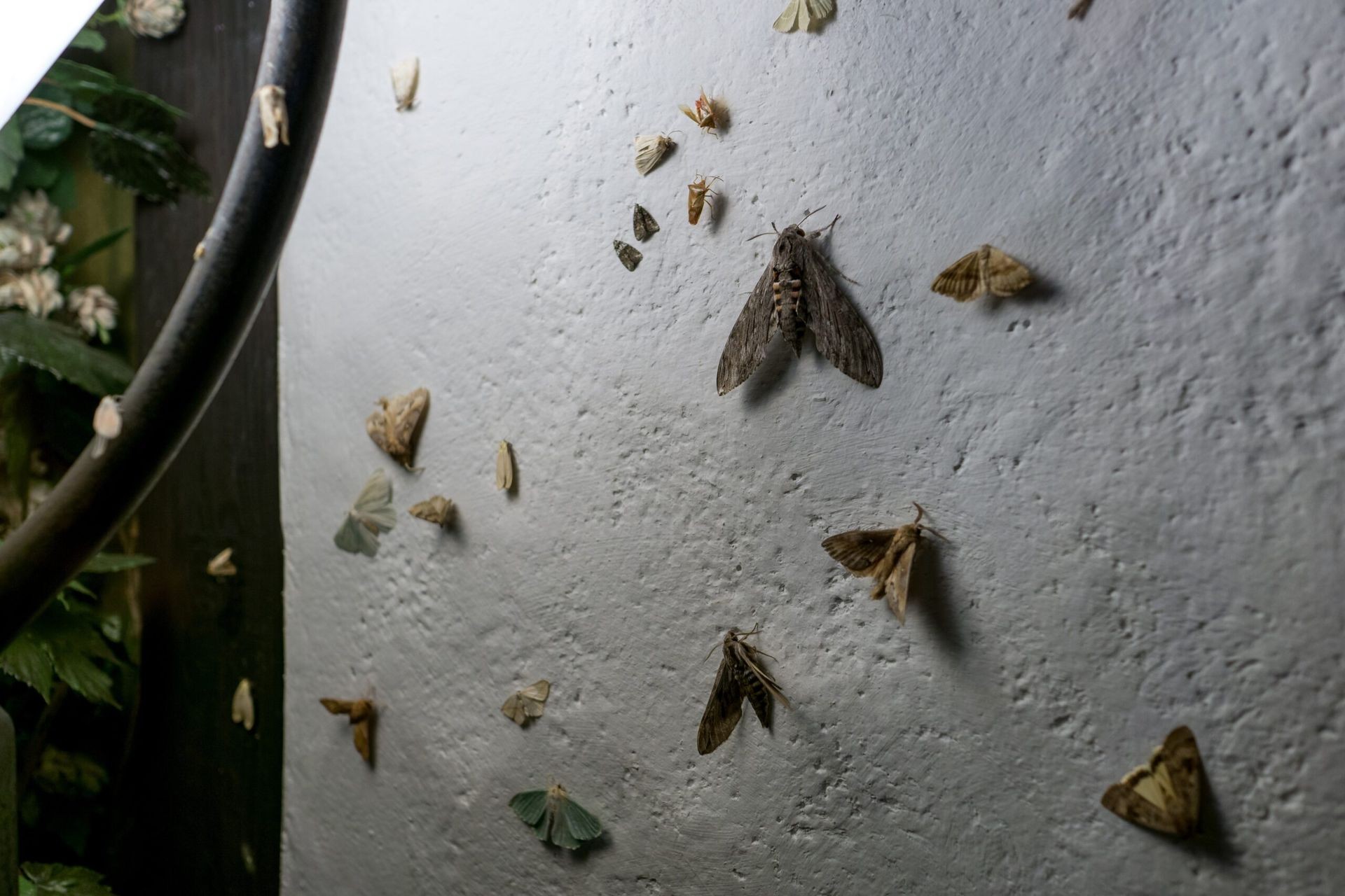 Moth