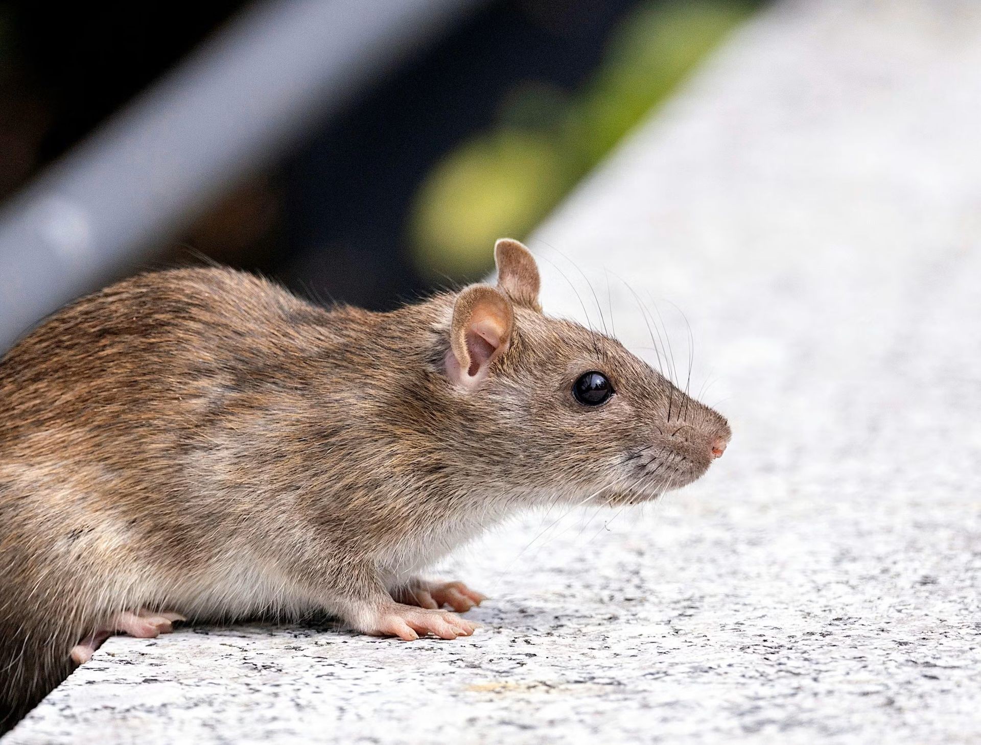 Rat Control