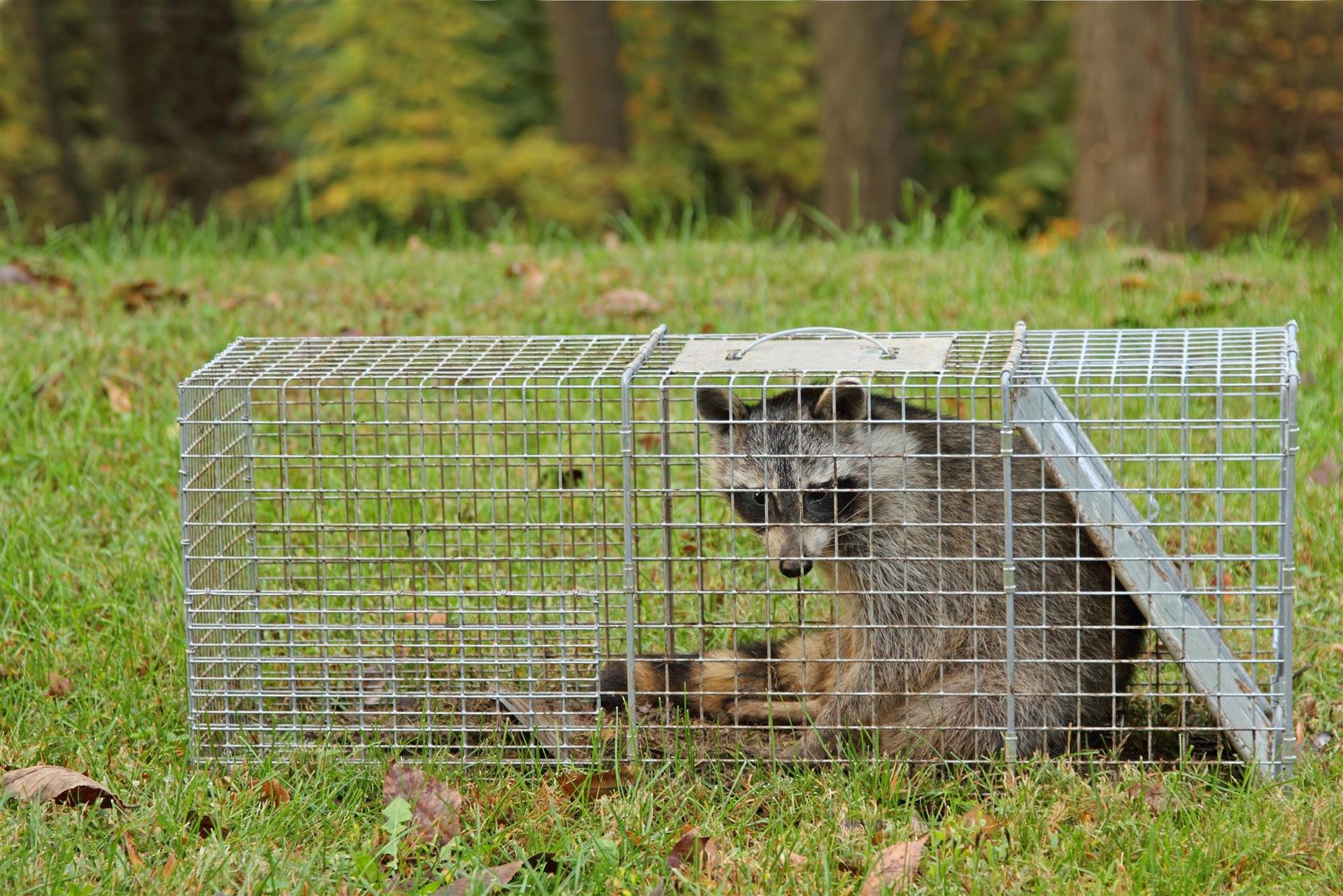 Integrated Wildlife Control