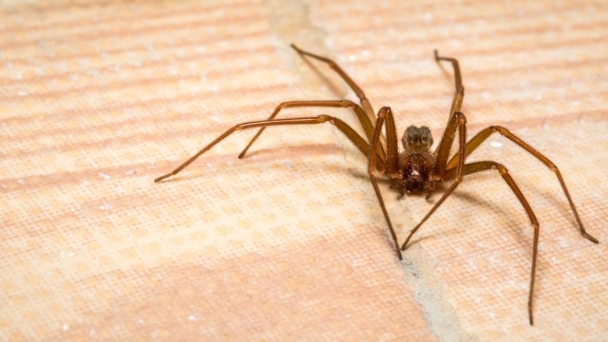 Best pest control Barrie, ON