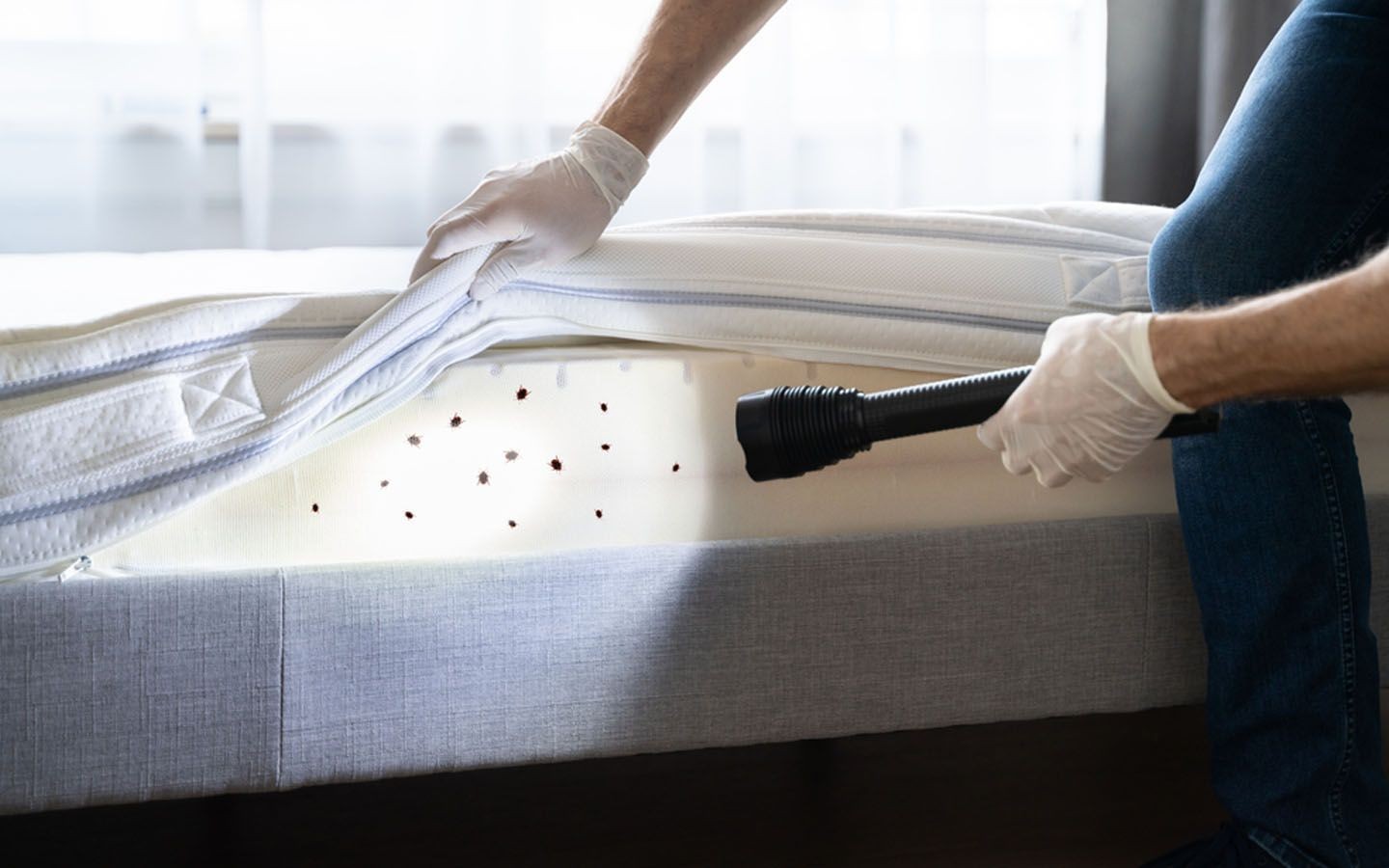 Bed Bug Treatment Vaughan
