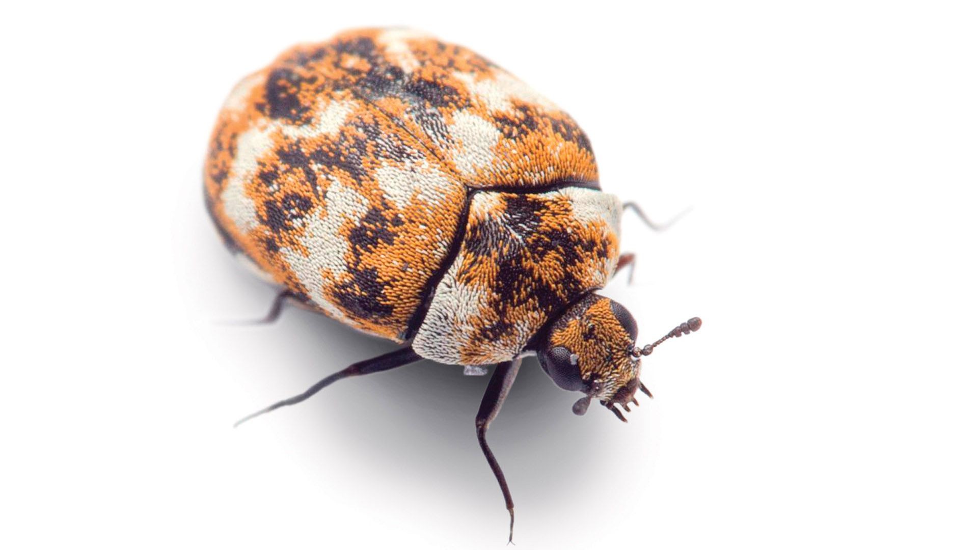 Carpet Beetle