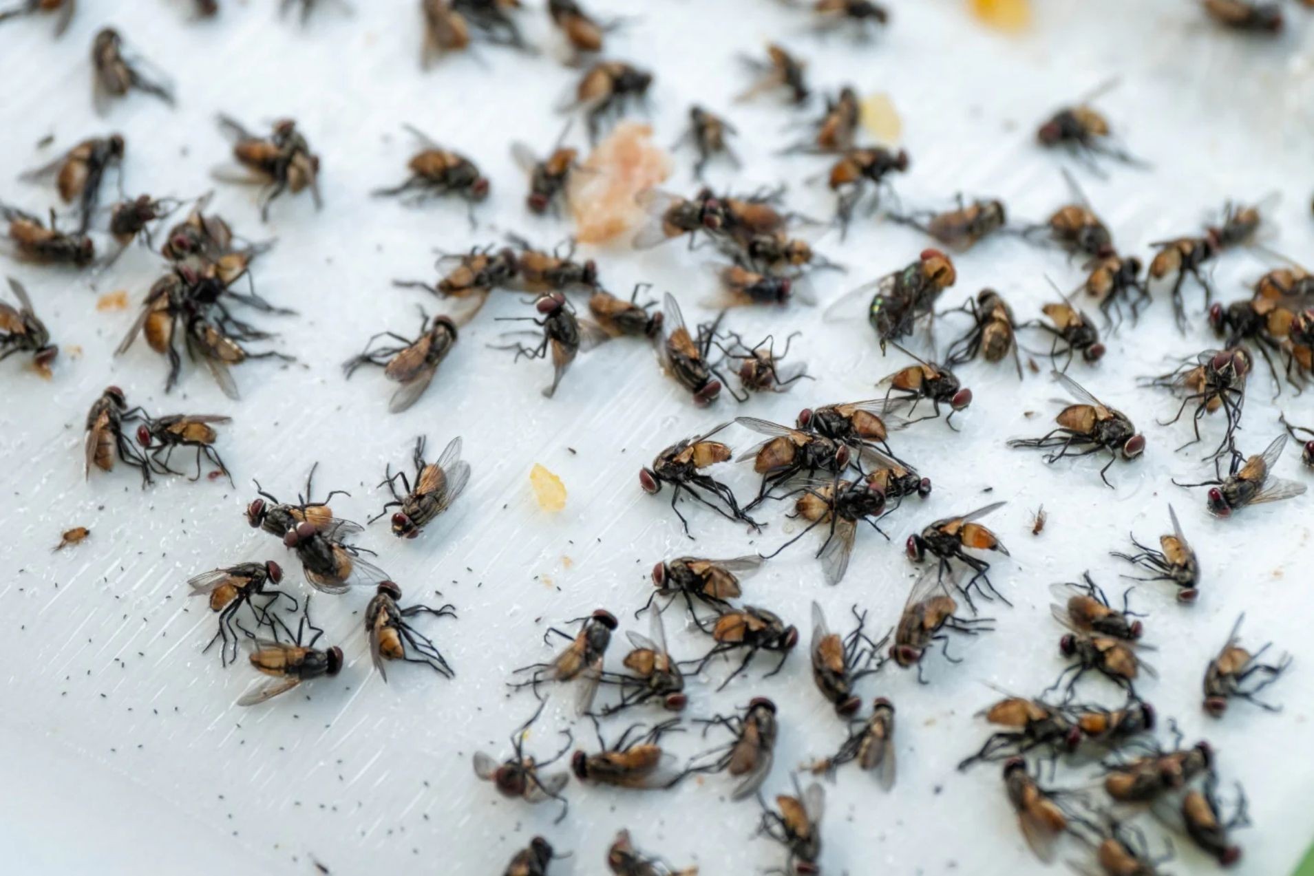 Fly Control Mississauga