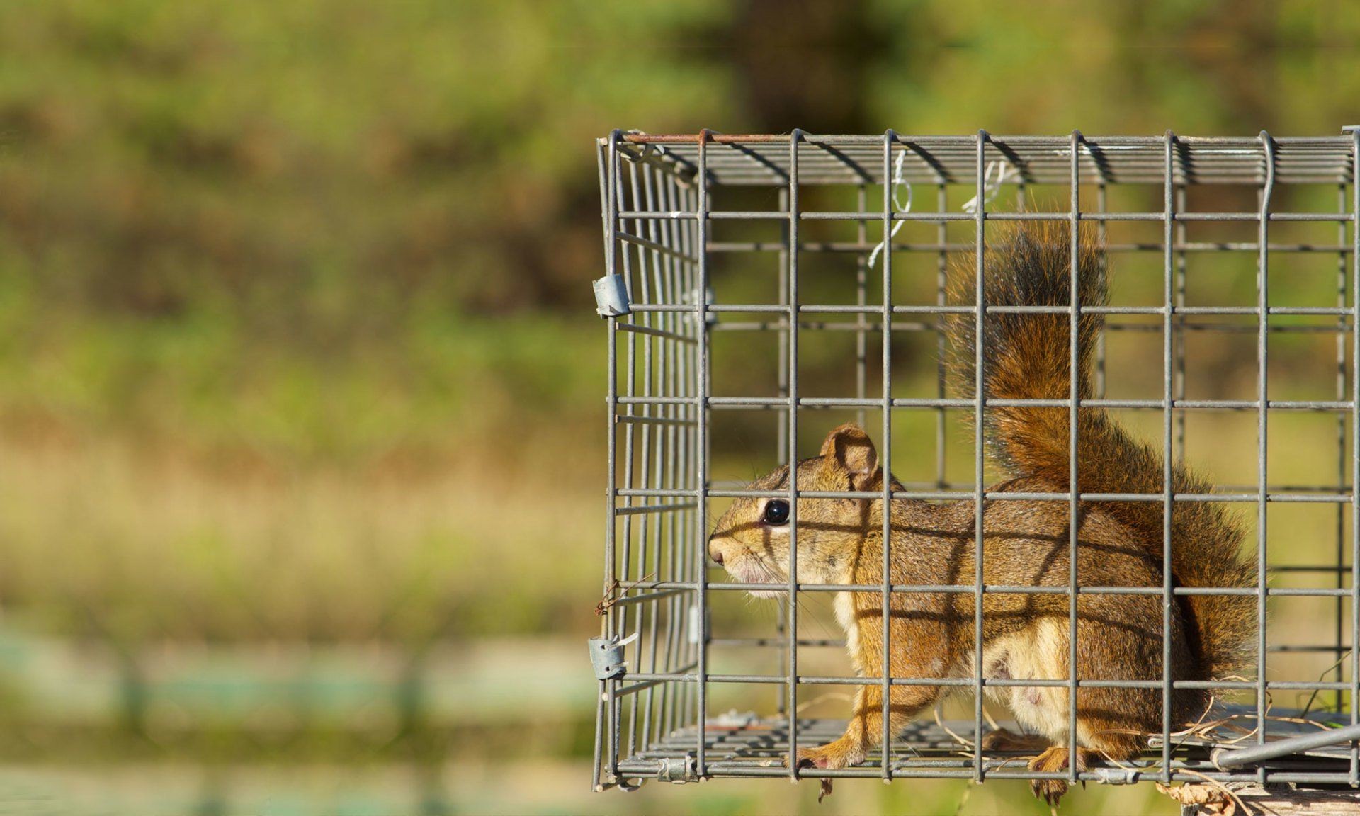 Squirrel Removal