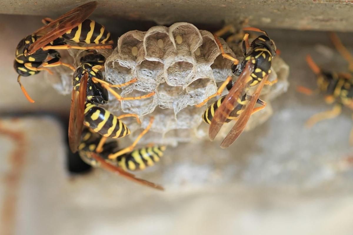 Wasp Nest Control Mississauga
