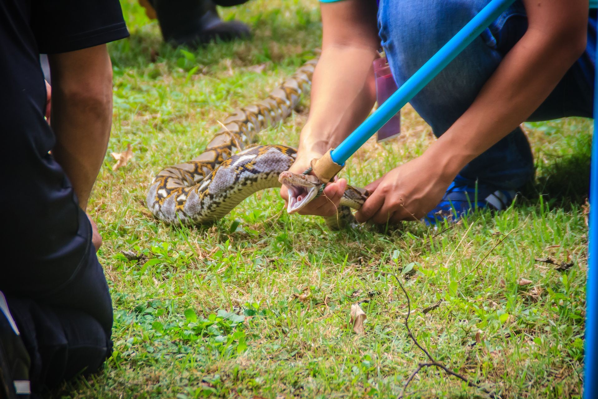 Snake Removal