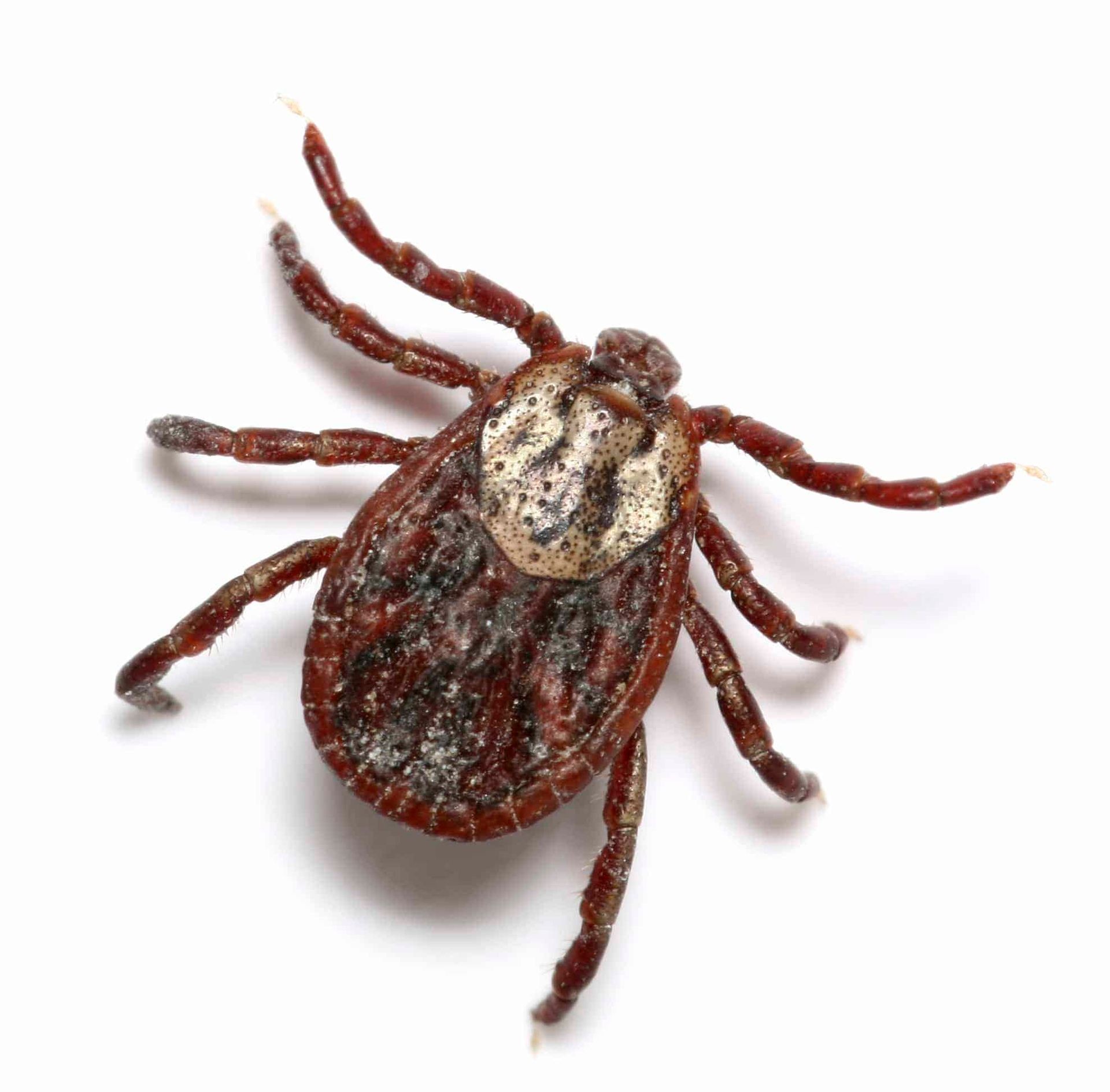 Ticks