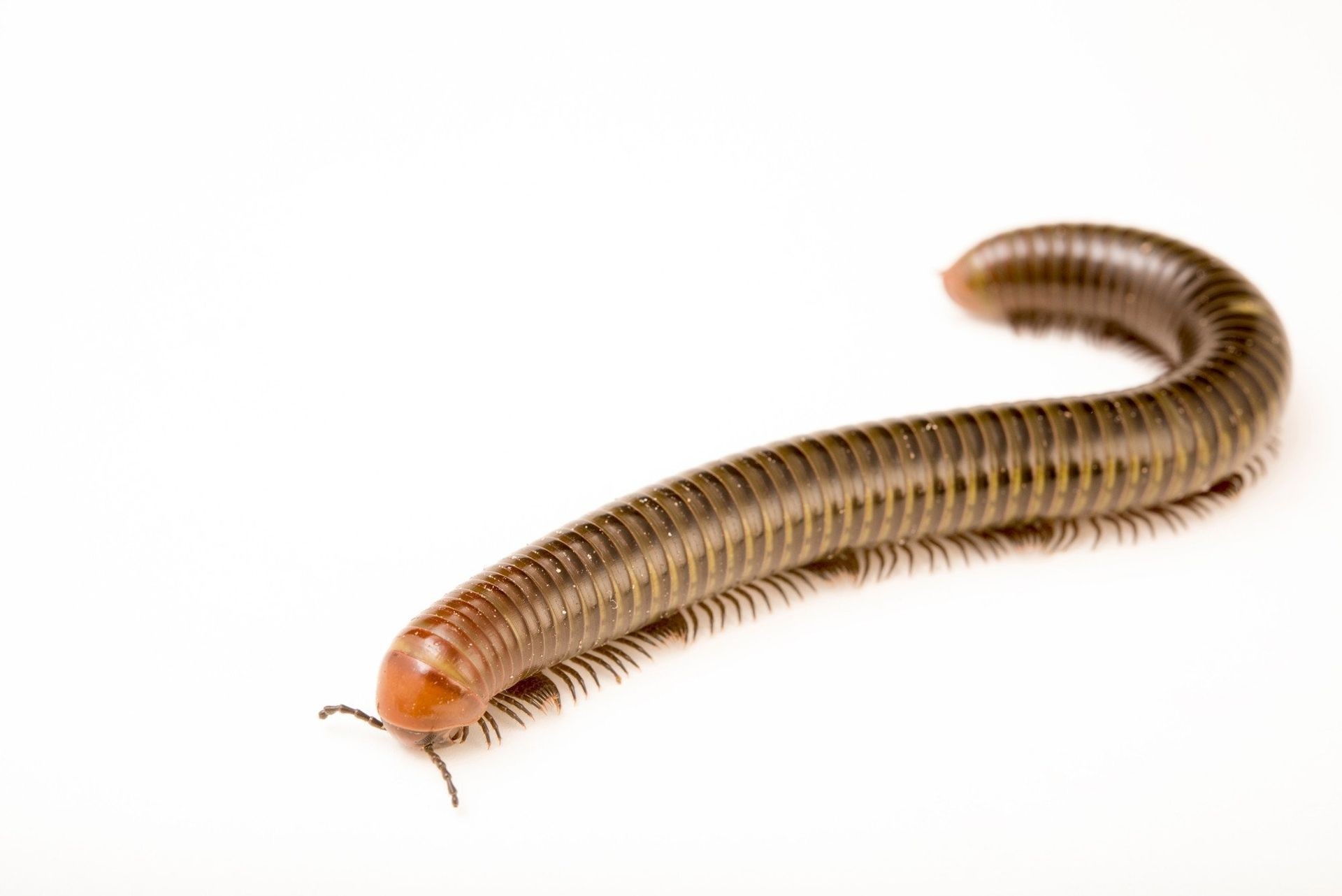Millipede