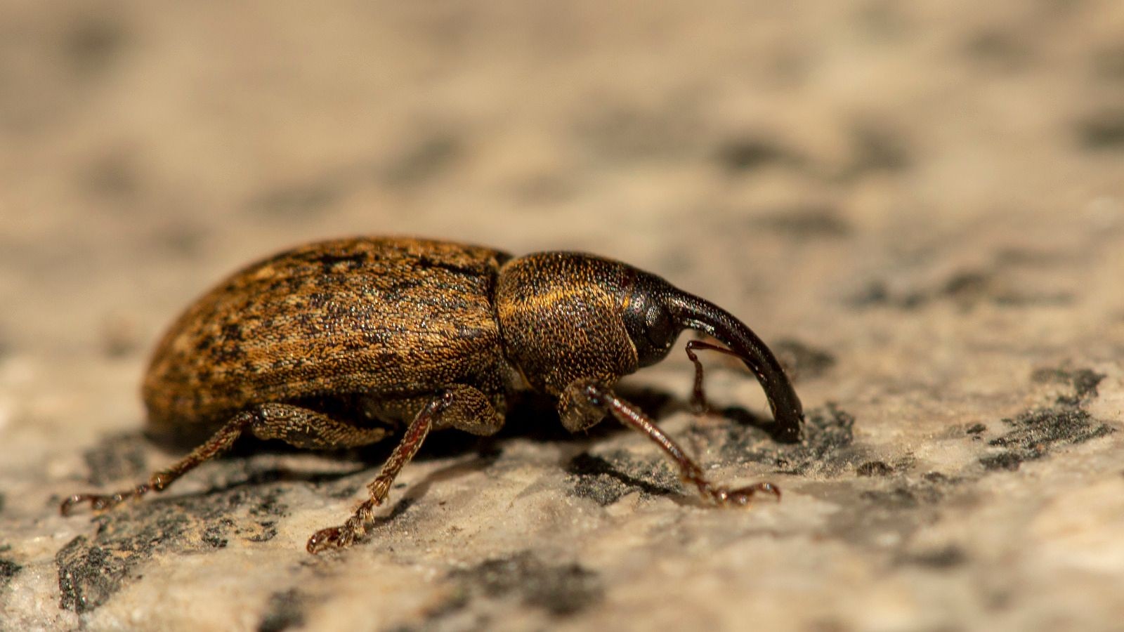 Weevil