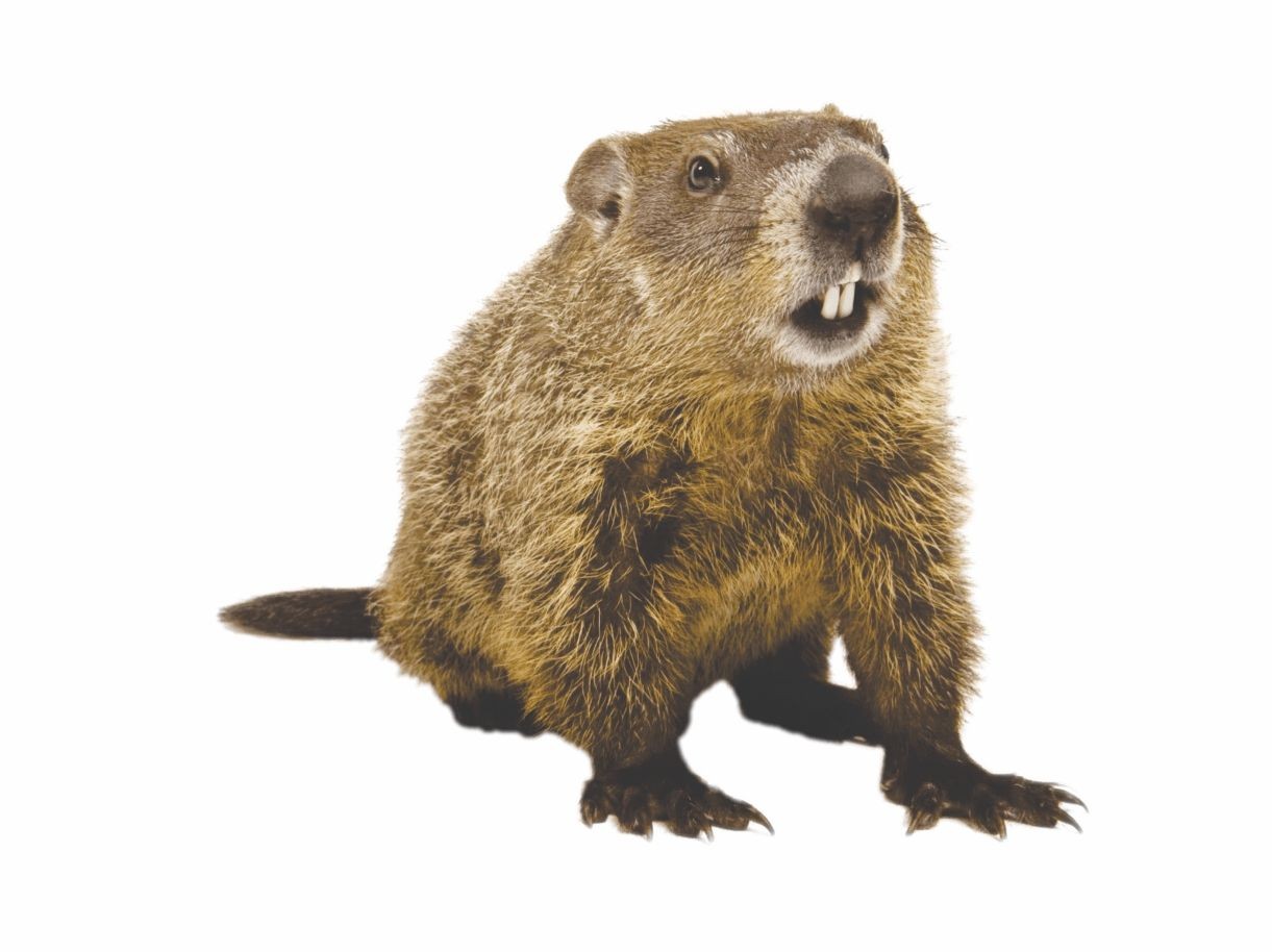 Groundhog Removal