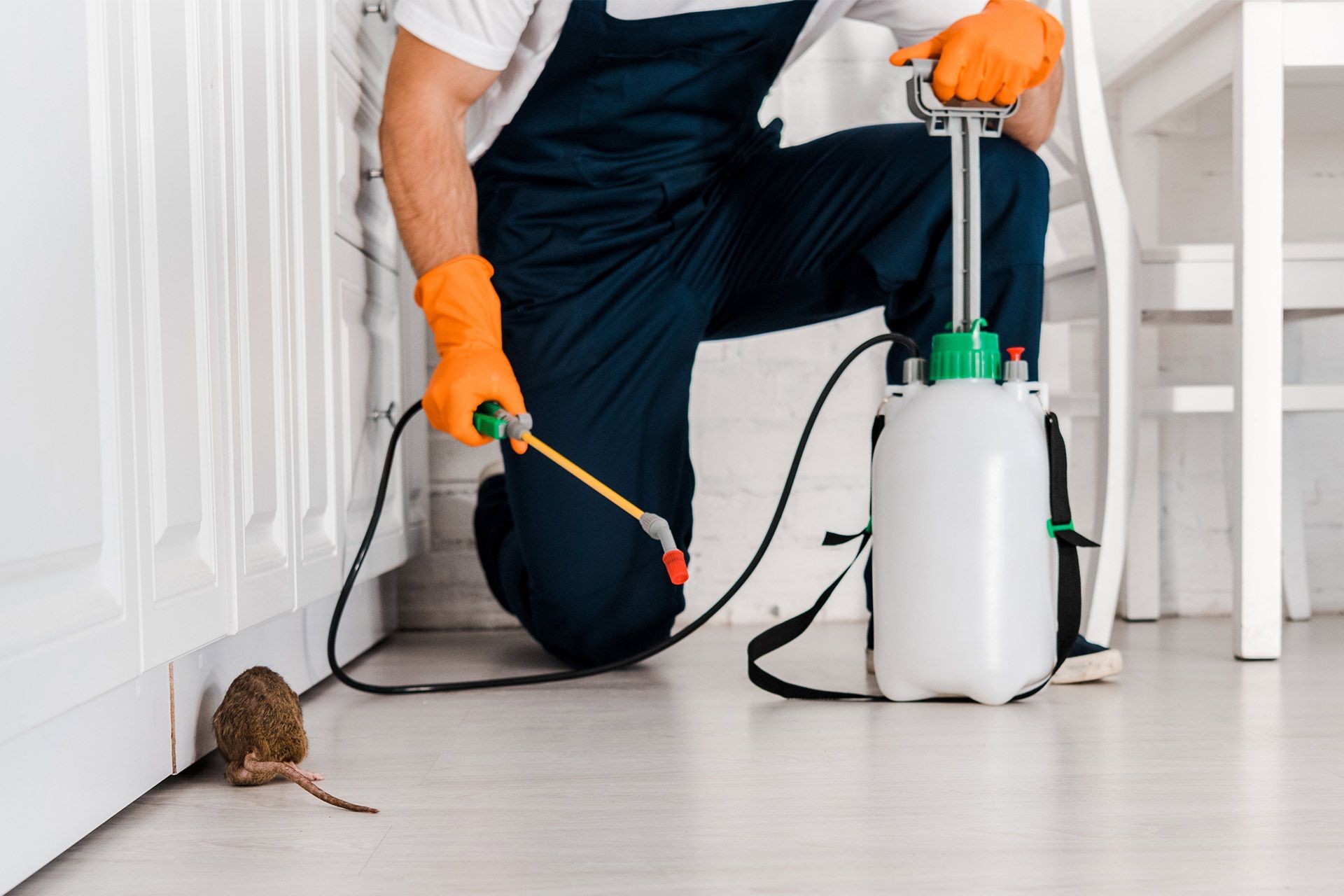 Licensed pest control Toronto