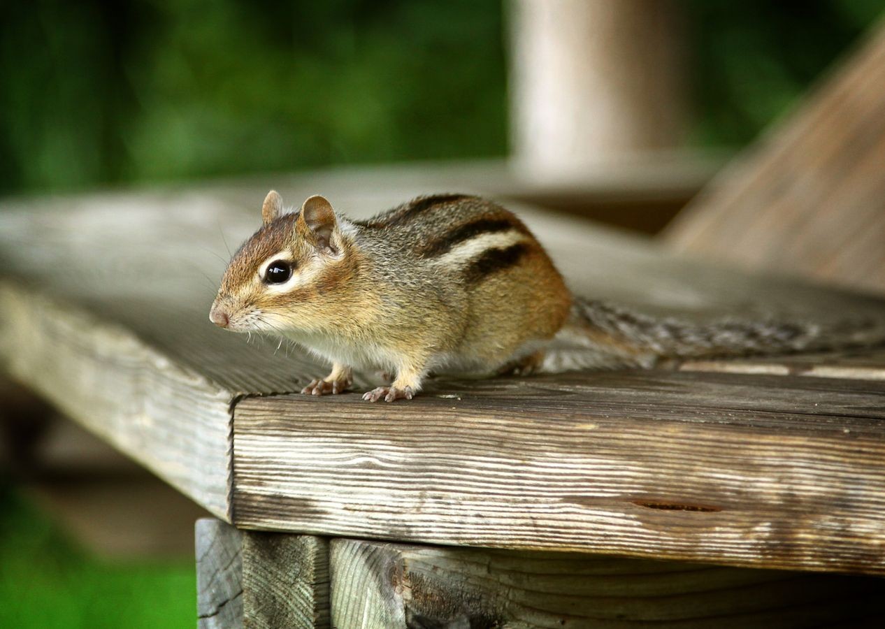 Chipmunk Removal