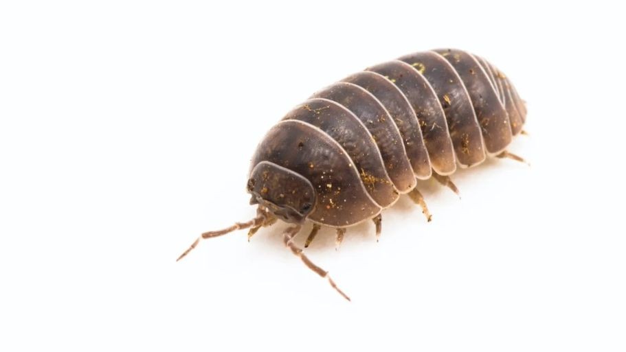 Sow Bugs