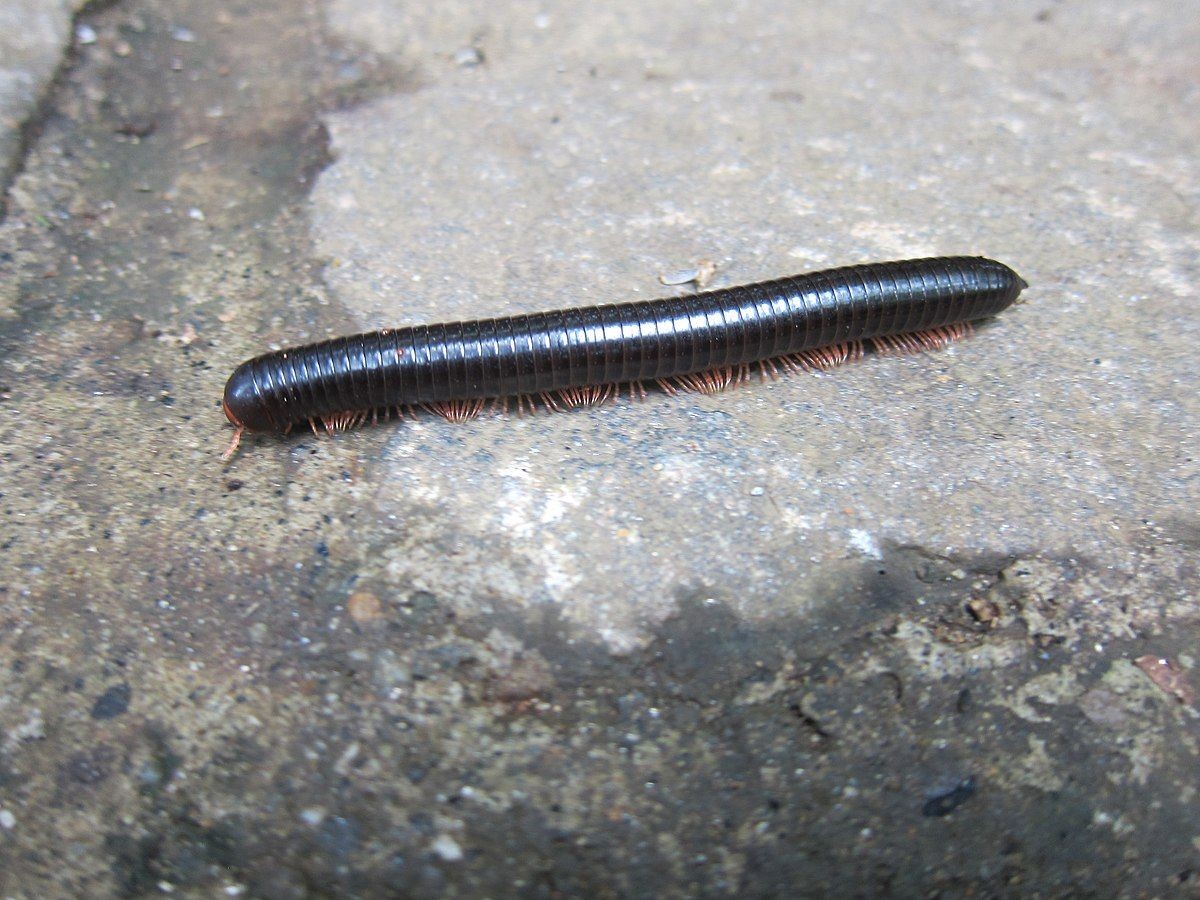 Millipede