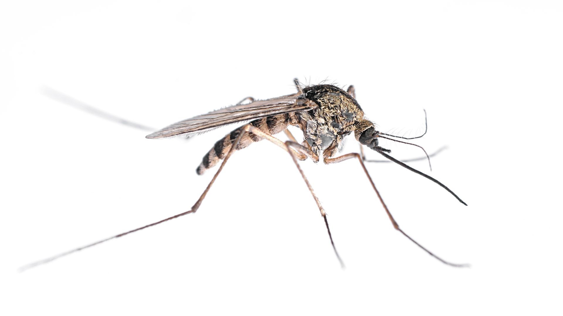 Mosquitoes