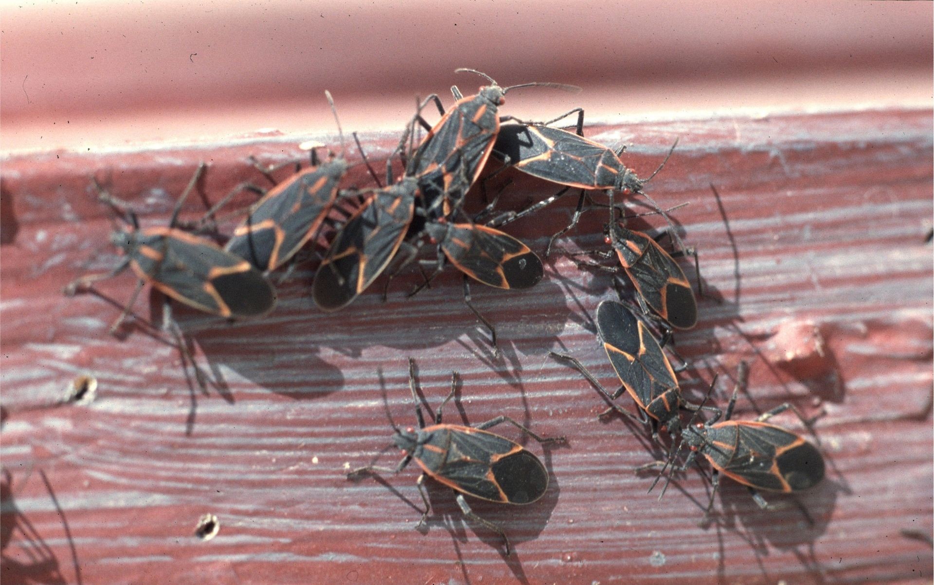 Boxelder Bugs Vaughan