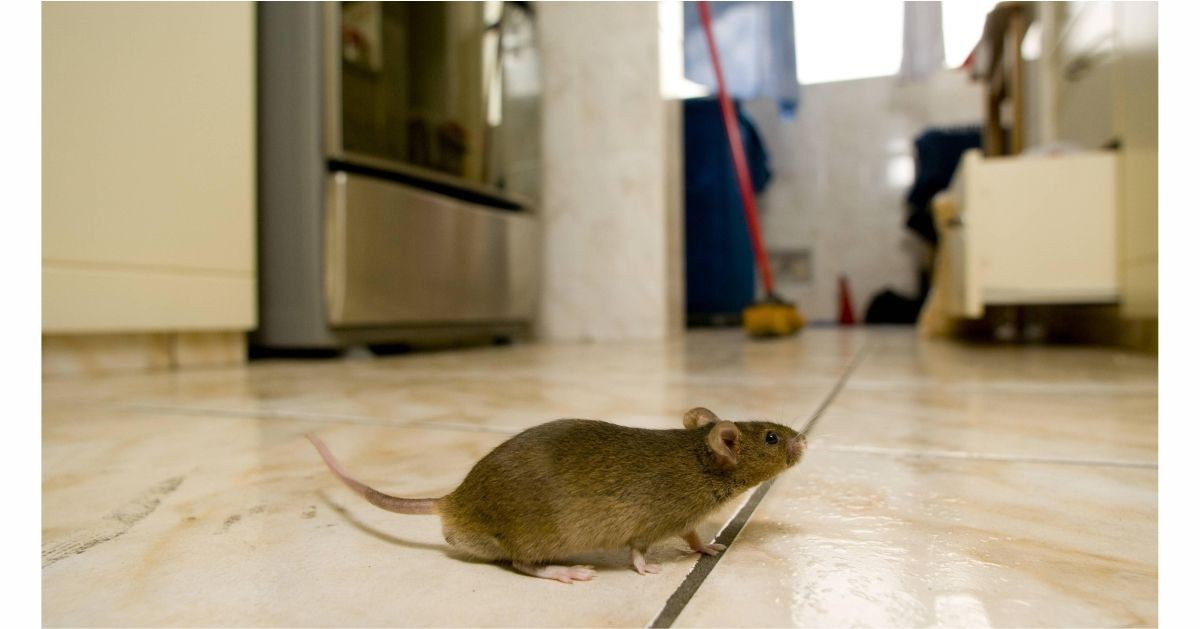 Mice