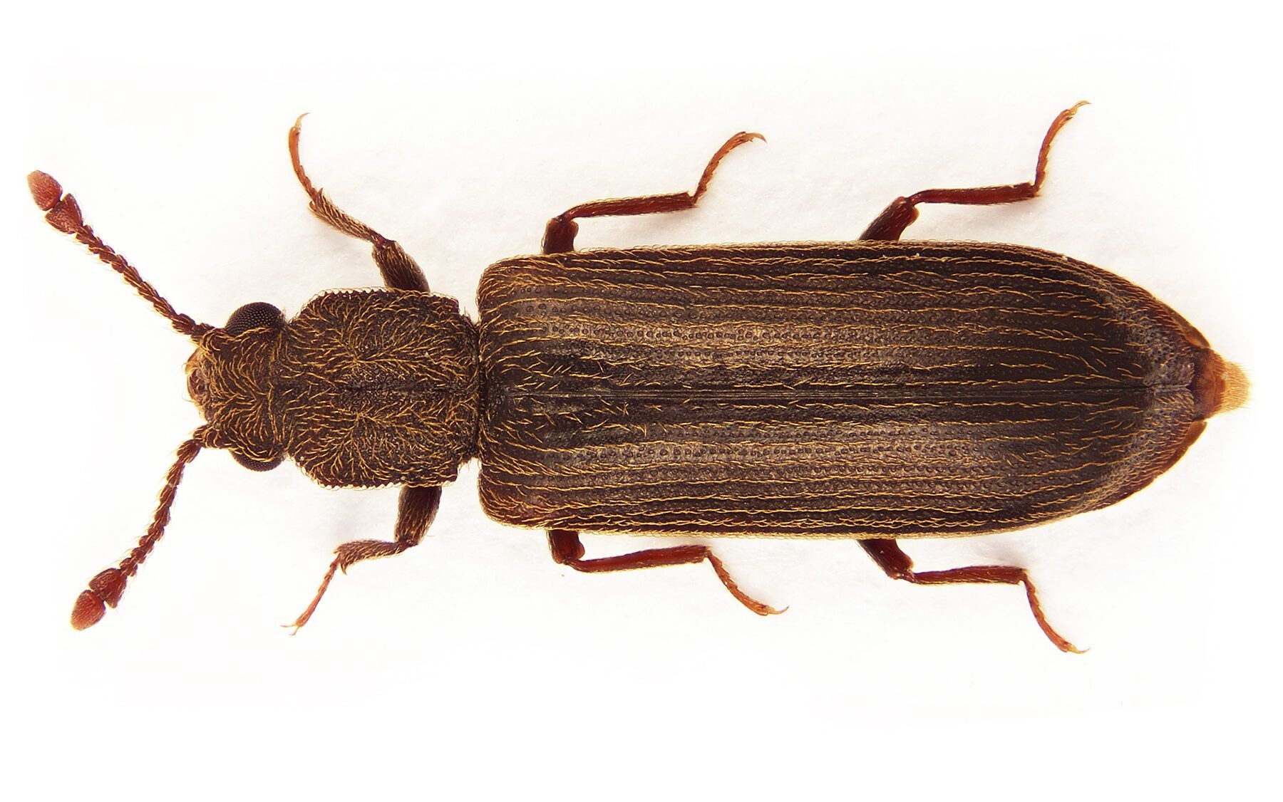 Powderpost Beetle